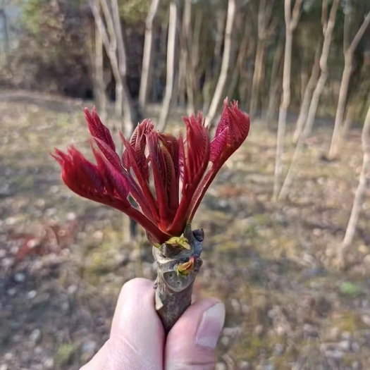大竹县四川头茬红油香椿芽，
