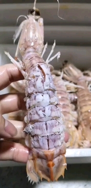 北海皮皮虾 熟冻虾姑 冷冻濑尿虾 一手海捕 产地批发直达全国