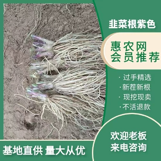 韭菜根头茬 ，包邮，新根紫色(精品)头茬，现挖现卖保质保量