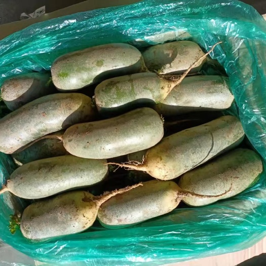 開(kāi)封河南水果青蘿卜，精品，批發(fā)，商超，市場(chǎng)電商加工養(yǎng)殖廠