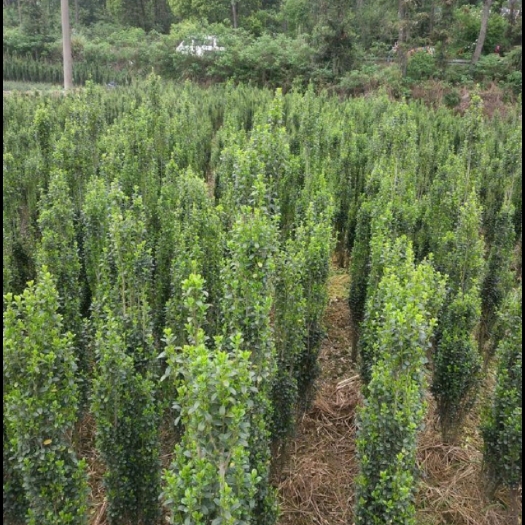 昌黎县 冬青