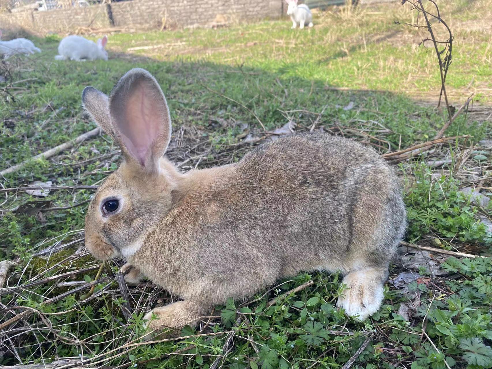 新田縣養殖場出售 比利時兔 種兔 兔苗 肉兔 包技術簽訂回收合同