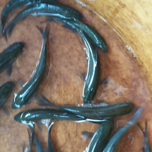 博罗县黑鲩鱼苗 黑鲩鱼，青鱼