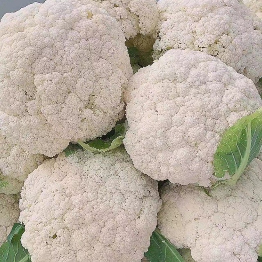 通许县白花菜花 河南通许瓜果蔬菜万亩基地