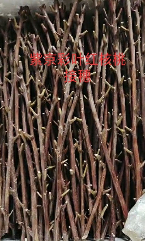 西和县红核桃苗 紫京彩叶红仁核桃接穗，一个芽10元，不包邮。