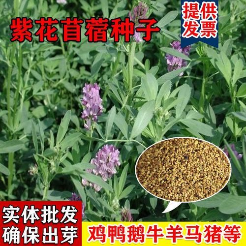 紫花苜蓿种子 优质高产牧草种籽适口性好营养价值高生长速度快