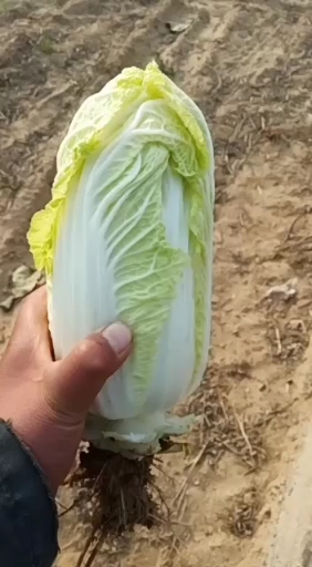 黄心娃娃菜 大娃娃菜大量上市欢迎新老客户订购