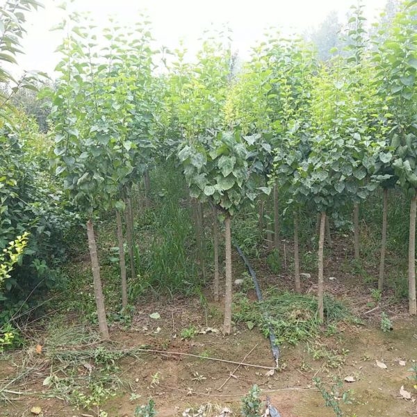  丁香