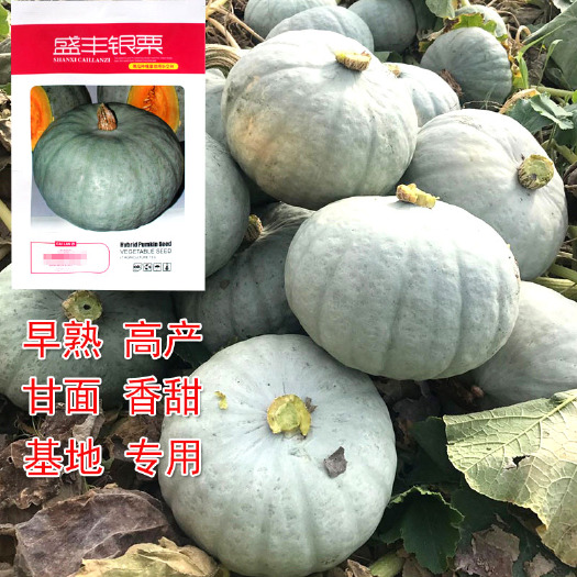 济南银栗南瓜种子  早熟 香甜粉 银栗 板栗易做瓜扁圆抗病基地选