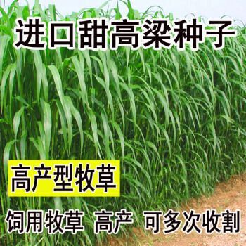 沭阳县 甜高粱种子 大力士甜高粱饲用高产牧草嫩绿多汁养殖牛羊猪鸡鸭兔