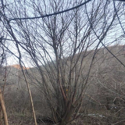 靖边县茶条槭