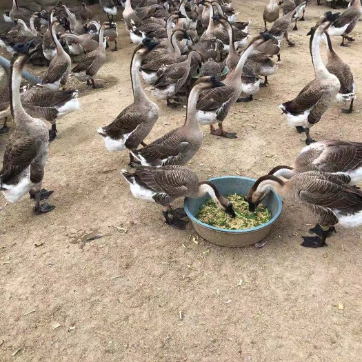 肇庆马岗鹅 淘汰三年以上的老母鹅 一手货源价格实惠！需要请致电！