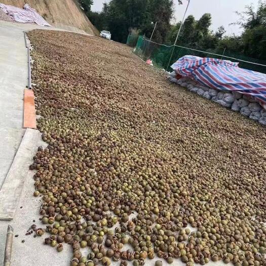 广州山茶油 正真纯茶籽油，干茶籽批发