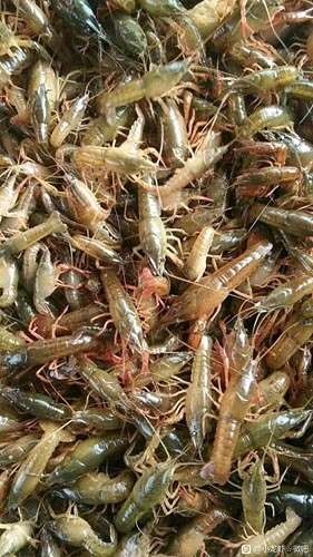 慈溪市小龙虾苗 虾苗，供应，长期供应