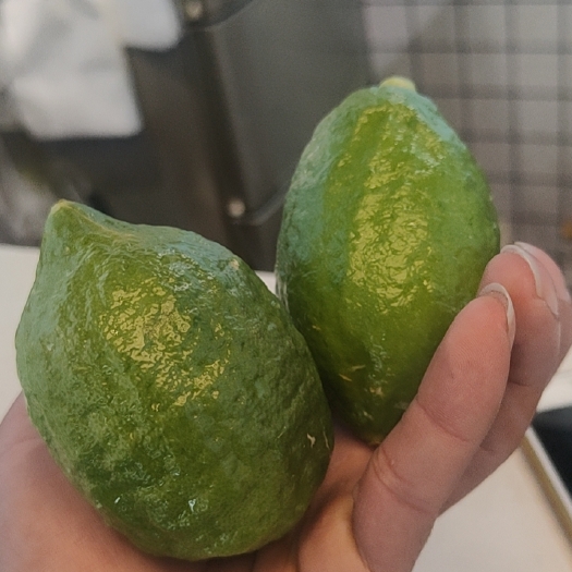 湛江香水柠檬 广东深水柠檬一级青果，无籽欢迎合作洽谈