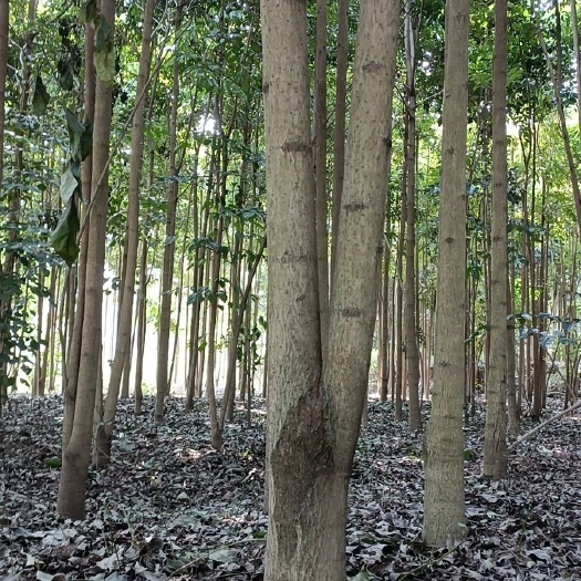 重庆市幸福树盆栽 幸福树绿宝树大小尺寸齐全4-15公分500亩基地直销欢迎预定