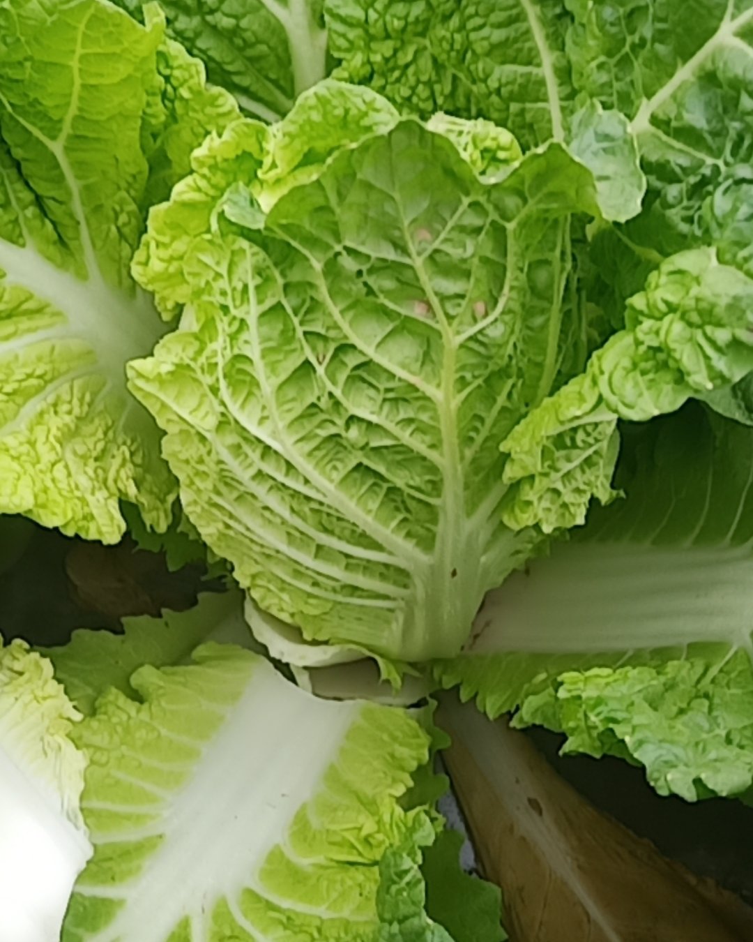 黄心娃娃菜 大娃娃菜大量上市欢迎新老客户订购