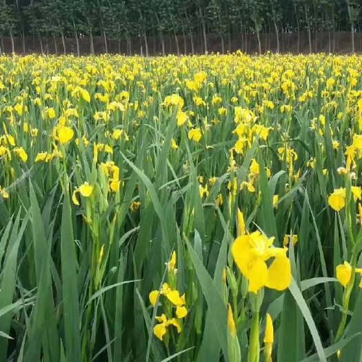 安新县 河北省保定市基地苗直供 常年供应水生植物 荷花 睡莲 鸢尾