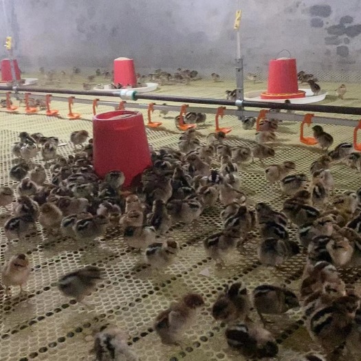 绵阳大黑瑶脱温鸡苗