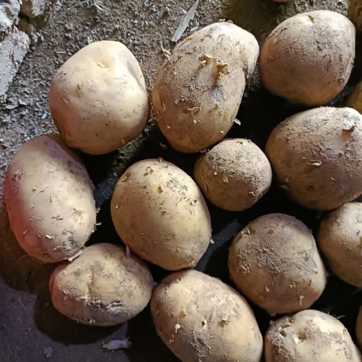 乌鲁木齐土豆种子，希森，克新，荷兰，V7，EV，兴佳，原种，一级种