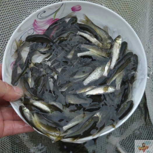 广州草鱼苗活体白鲩鱼苗大规格草鱼鱼苗四大家鱼淡水养殖食用鱼苗