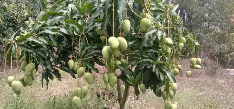 三亚台农芒 隆平小台芒