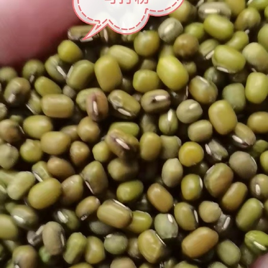 临沂打粉绿豆  淀粉绿豆 做粉专用豆子 绿豆