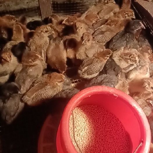 内江乌骨鸡苗