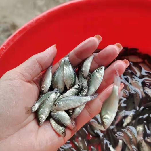 广州中科五号鲫鱼苗，东北鲫，工程鲫