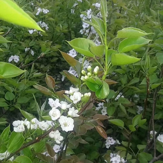 维西县 袋装青花梨苗…六月中旬成熟…皮薄肉多…甜脆可口…产量高…