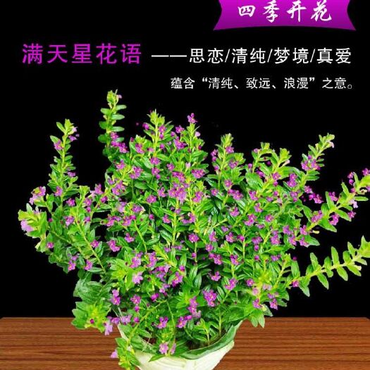 广州满天星  带花苞  包邮