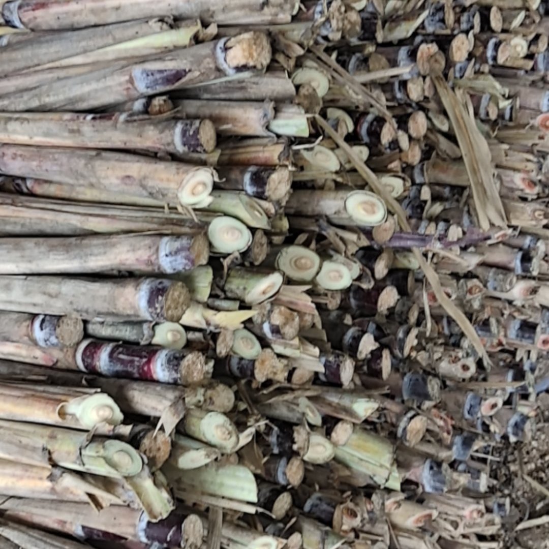 柳州黑皮甘蔗苗，南北方都可种植，专业技术指导