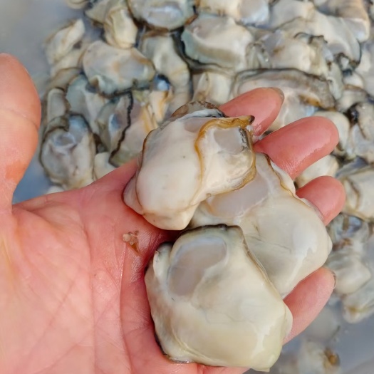 长牡蛎 自家养殖海蛎子批发