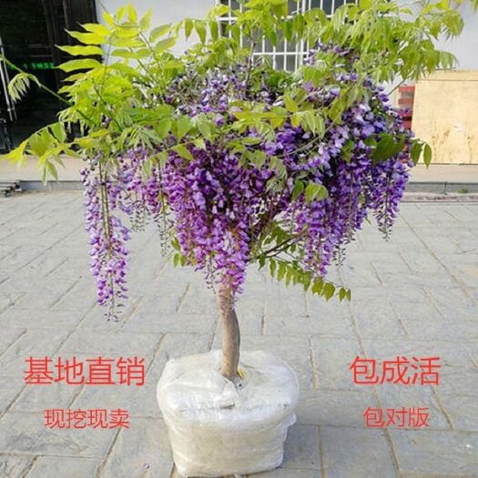 沭阳县多花紫藤   紫藤花树苗日本紫藤盆栽四季开花庭院绿化苗围墙爬藤植物耐寒盆