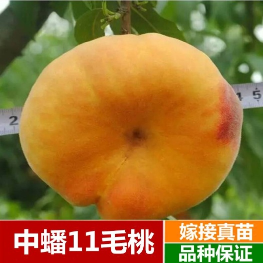 武陟县黄金蟠桃树苗 中蟠11号～树苗