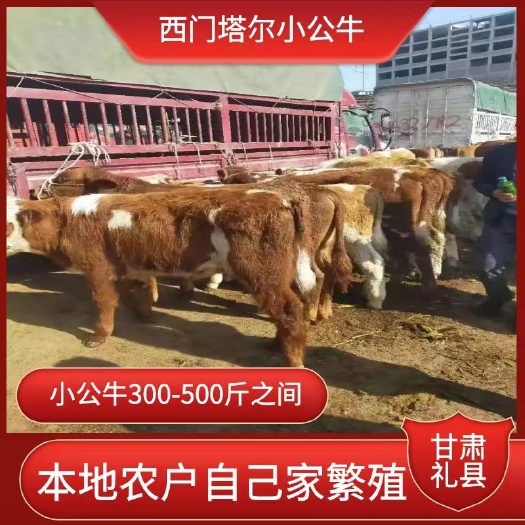礼县肉牛  西门塔尔600到800斤架子牛椟