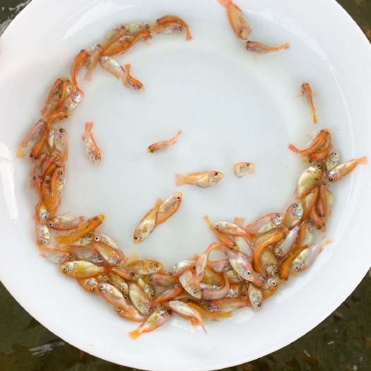 广州优质红罗非鱼彩虹鲷鱼非洲鲫鱼观赏鱼珍珠腊鱼苗淡水基地养殖饲料