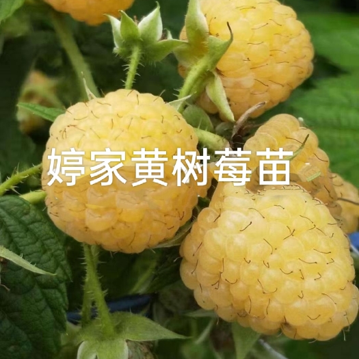 白山 黄树莓 黄树莓苗 双季黄树莓苗 树莓苗