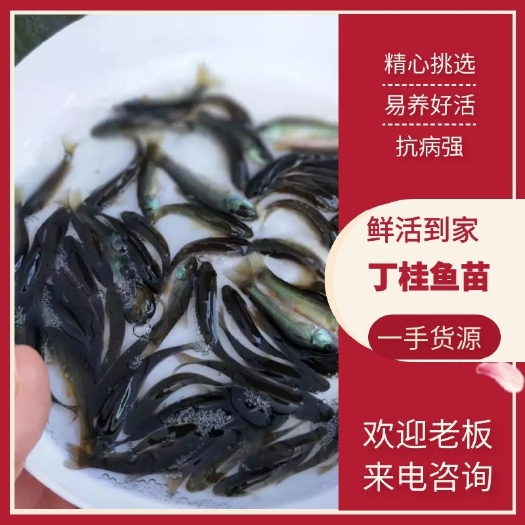 广州丁桂鱼苗 丁桂鱼、丁岁鱼、快大好养、抗病力强、成活率高