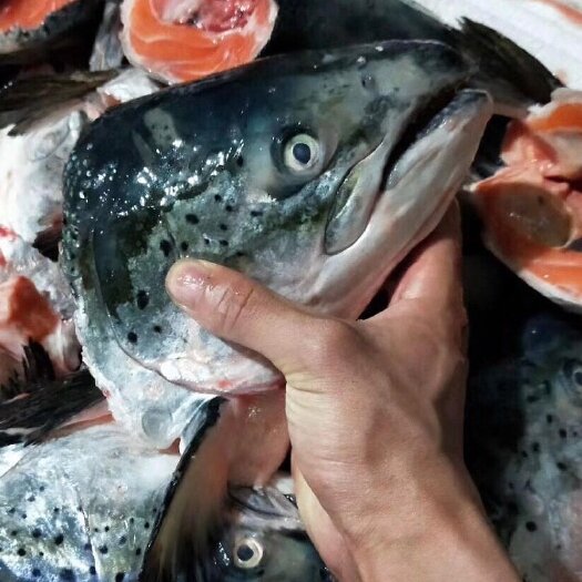 挪威三文鱼鱼头，一个一斤半以上 ，直切带肉的  冷冻的