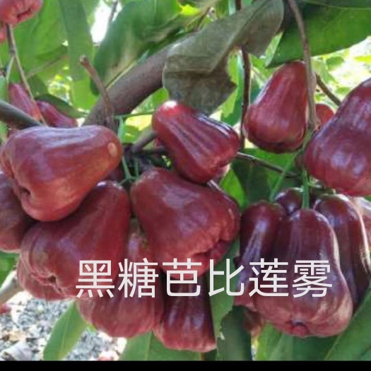  黑糖芭比莲雾苗