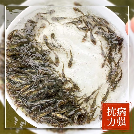 广州黄骨鱼苗 淡水黄颡鱼苗 黄辣丁 黄鸭叫 活体 杂交黄骨
