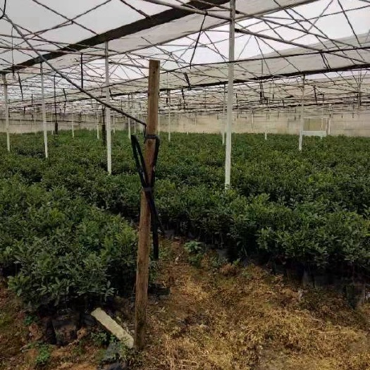 柳州脆蜜金柑苗 最优脆蜜金桔苗