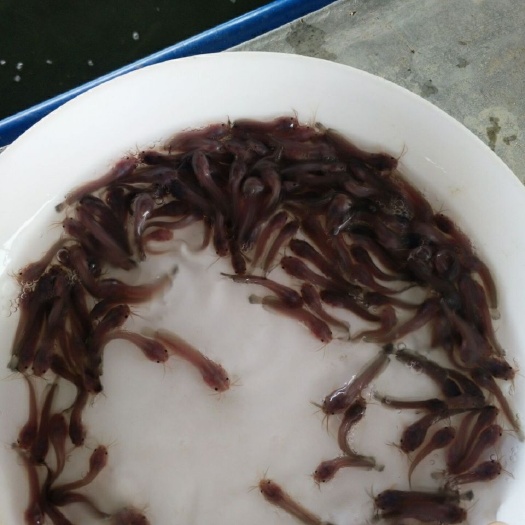 广州塘鲺苗  本地三黄塘鲺鱼苗鲶鱼苗塘角鱼苗土塘鲺鱼苗塘虱鱼苗活