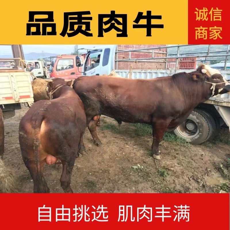 礼县肉牛  成品公牛