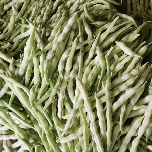 沂水县蔬菜。九粒白芸豆大量上市保质保量