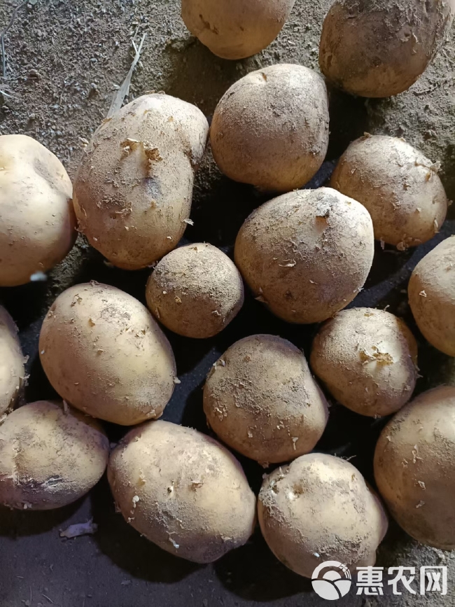 土豆种子，希森，克新，荷兰，V7，EV，兴佳，原种，一级种