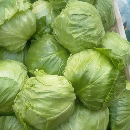 成武县圆包菜 甘蓝