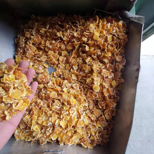 石家庄压片玉米  干玉米 内蒙古区域玉米压片2750