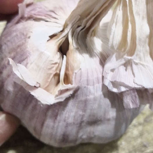 北京红皮蒜 优质大蒜